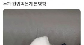 자다 깬 비숑