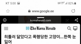 히틀러 닯아서 학대당한 고양이