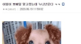 강아지 미용시키고 왔는데 누나가 운다..