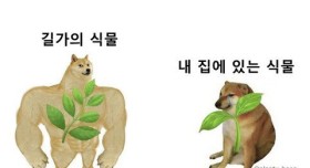 길가의 식물vs내 집에 있는 식물