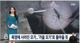 폭염으로 사라진 모기들...