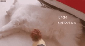 푹신푹신한 잠자리를 찾은 댕댕이.gif