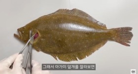 광어가 존재하는 이유