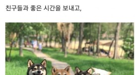 꼭 단체사진 망치는 흰둥이