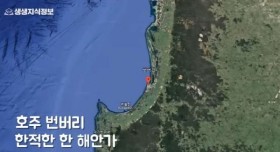 아기 돌고래를 살리려는 어미 돌고래의 모성애